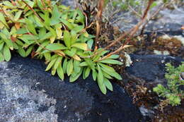 Image of Disa maculata L. fil.