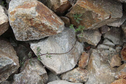 Imagem de Cardamine bipinnata (C. A. Mey.) O. E. Schulz