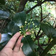 Image of Cinnamomum kotoense Kaneh. & Sasaki