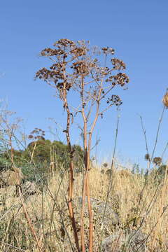 Image of Giant Fennel