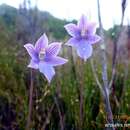 صورة Thelymitra cyanea (Lindl.) Benth.