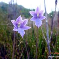 Image of Veined sun orchid