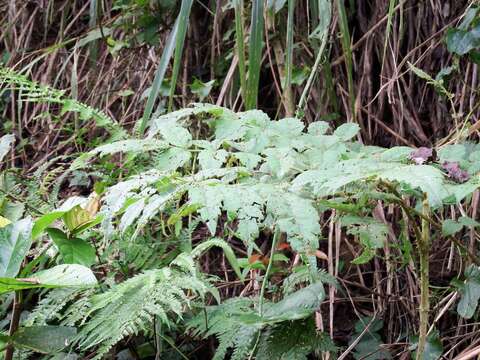 Aralia decaisneana Hance resmi