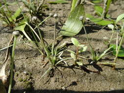 Imagem de Eriocaulon parkeri B. L. Rob.