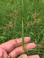 Image of nutgrass