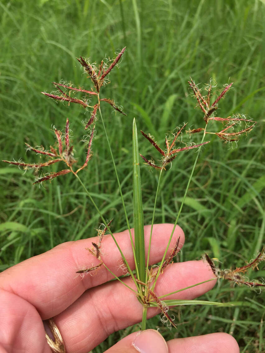 Imagem de Cyperus rotundus L.