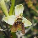 Ophrys fuciflora subsp. bornmuelleri (M. Schulze) B. Willing & E. Willing的圖片