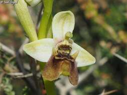 Image of Ophrys fuciflora subsp. bornmuelleri (M. Schulze) B. Willing & E. Willing