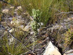 Image of Syncarpha vestita (L.) B. Nord.