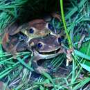 Image of Surinam golden-eyed treefrog