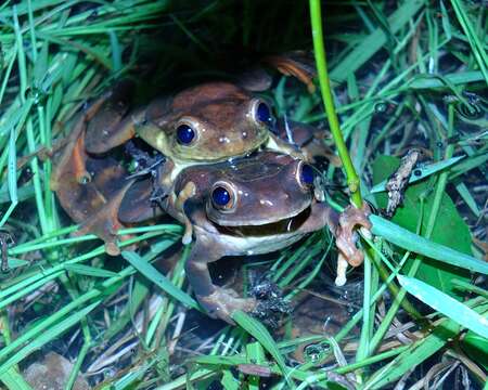 Image of Surinam golden-eyed treefrog