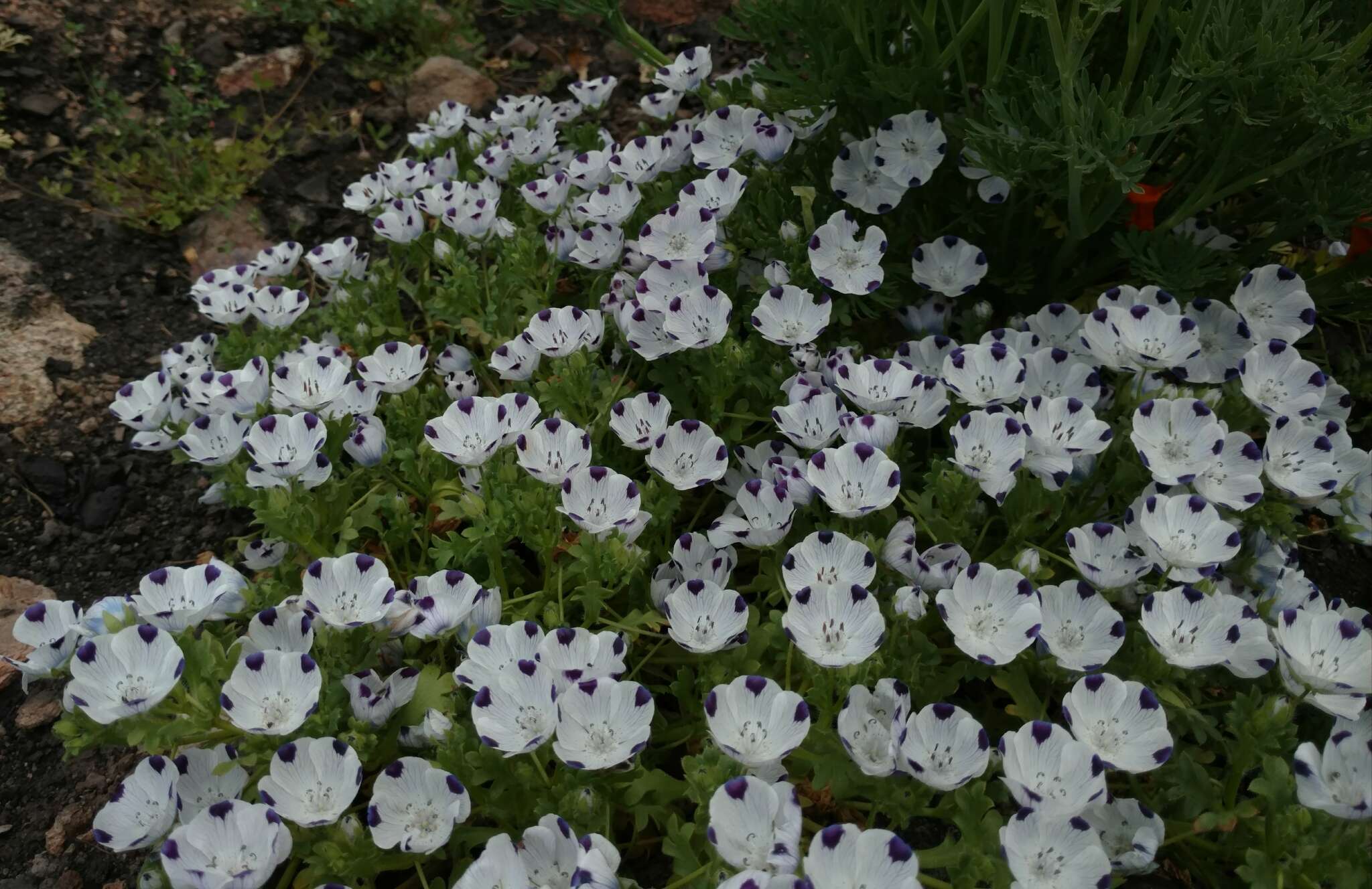 Image de Nemophila maculata Benth. ex Lindl.