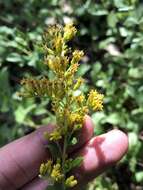 Image of western rough goldenrod