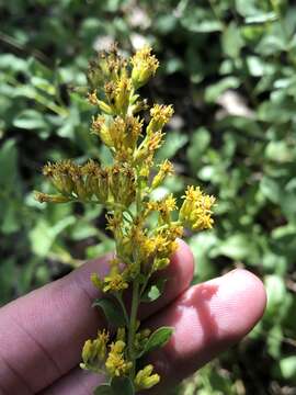 Sivun Solidago radula Nutt. kuva