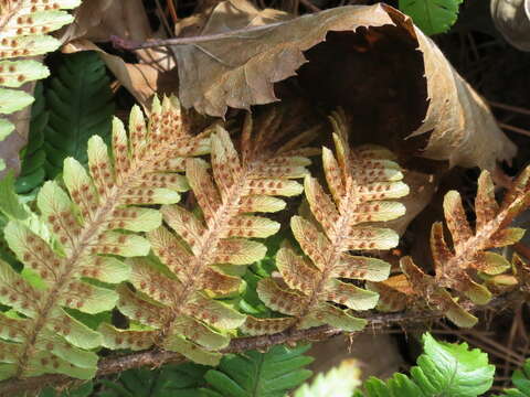 Image of Dryopteris crassirhizoma Nakai