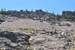 Image of mountain goat