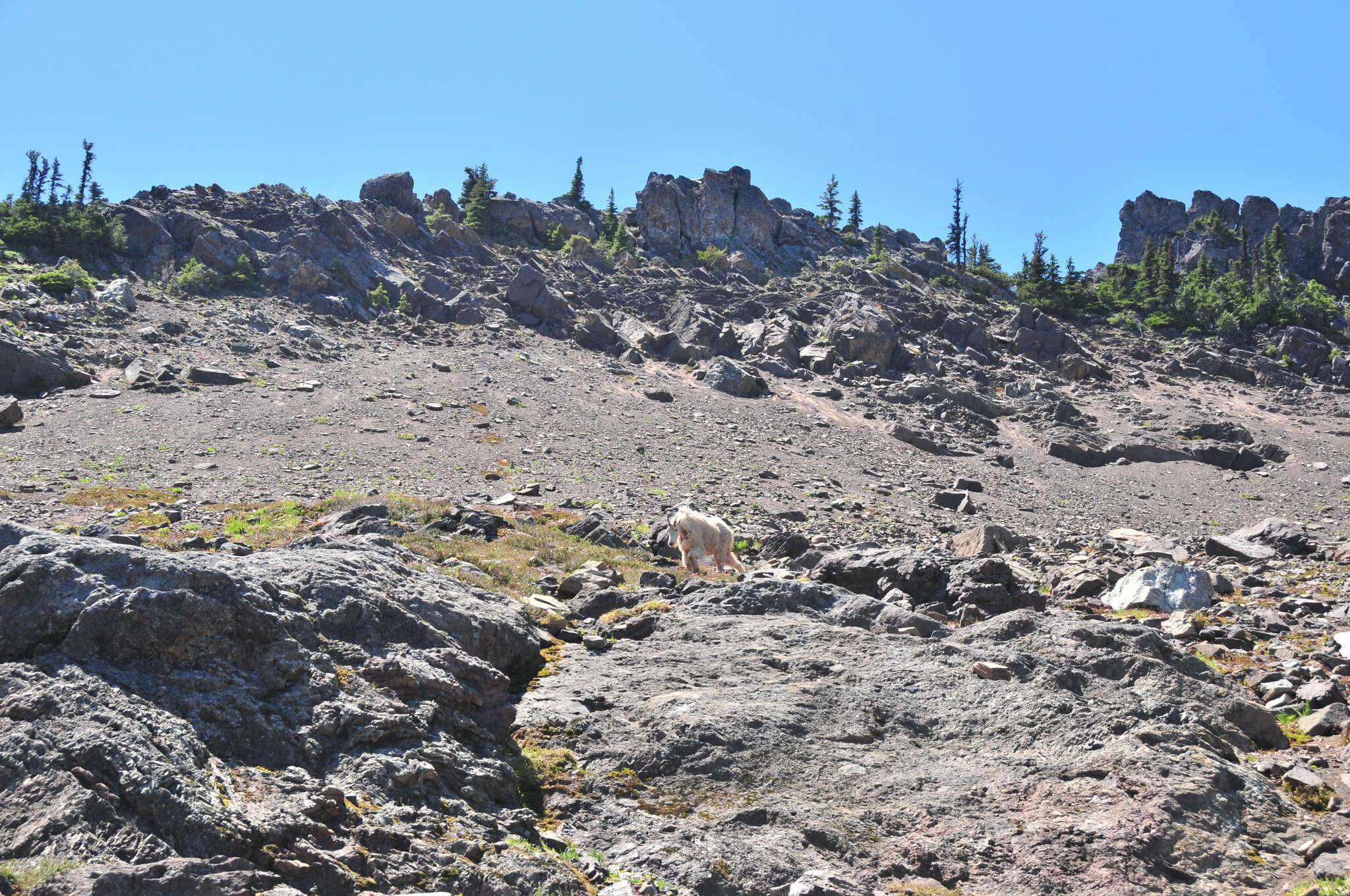 Image of mountain goat