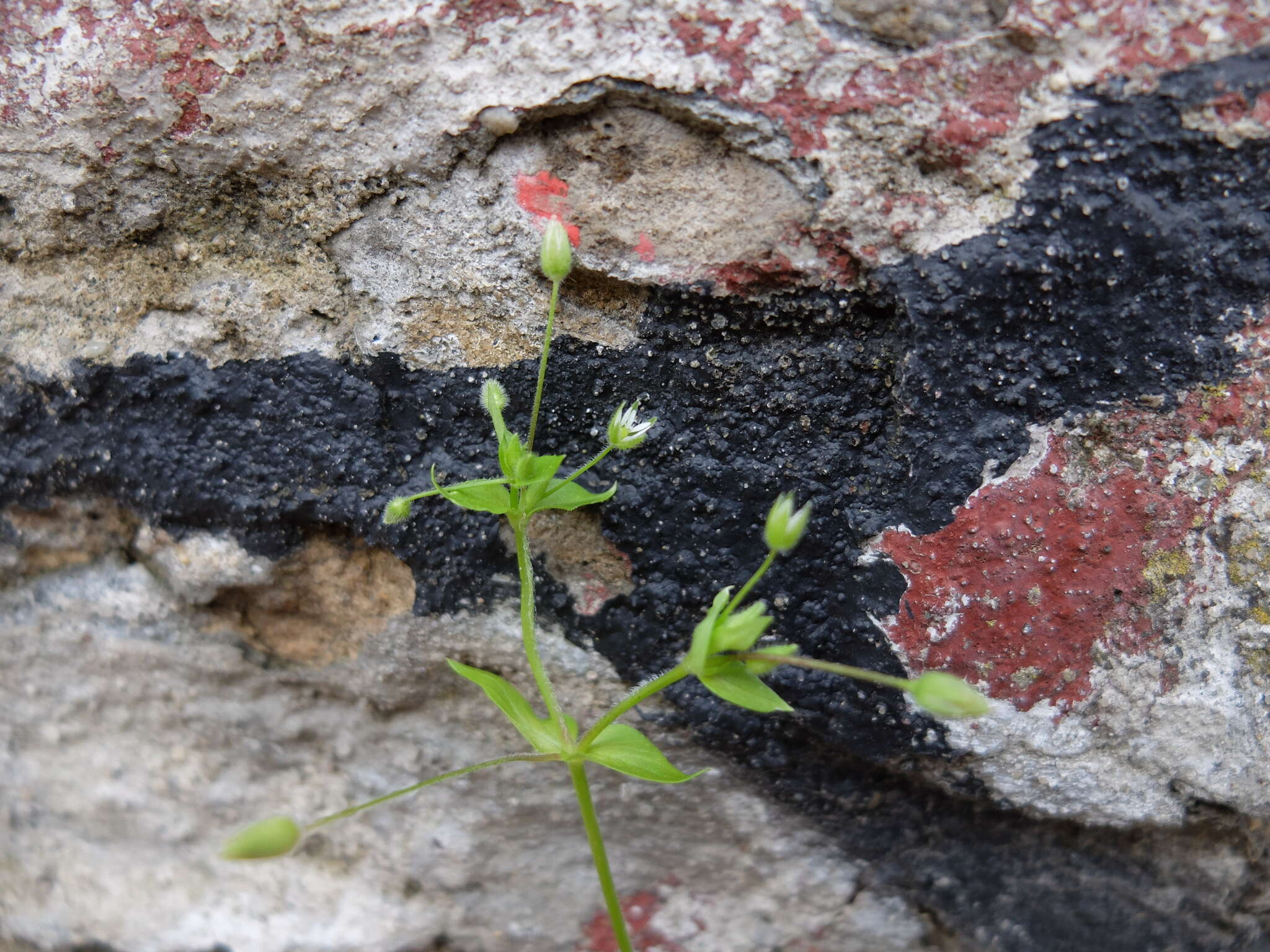 Image de <i>Stellaria ruderalis</i>