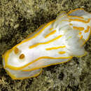 Image of Orange lined transluscent slug