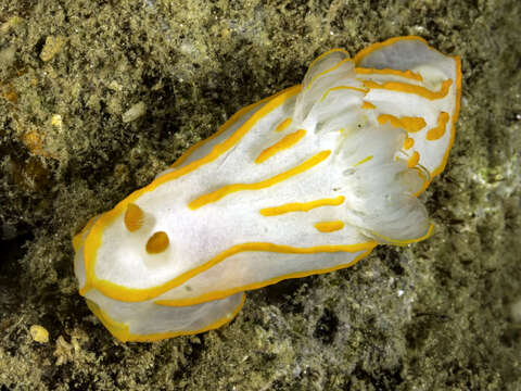 Image of Orange lined transluscent slug