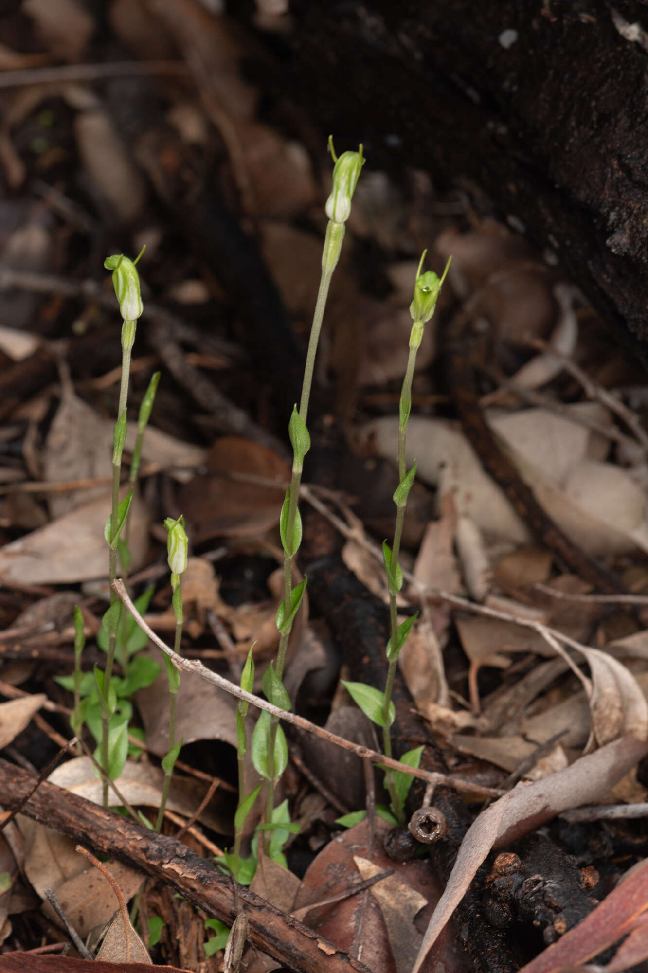 Pterostylis ectypha的圖片