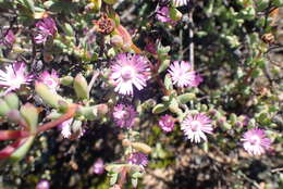 Imagem de Oscularia cedarbergensis (L. Bol.) H. E. K. Hartm.