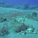 Image of Bandtail puffer