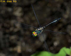 Image of Somatochlora clavata Oguma 1913