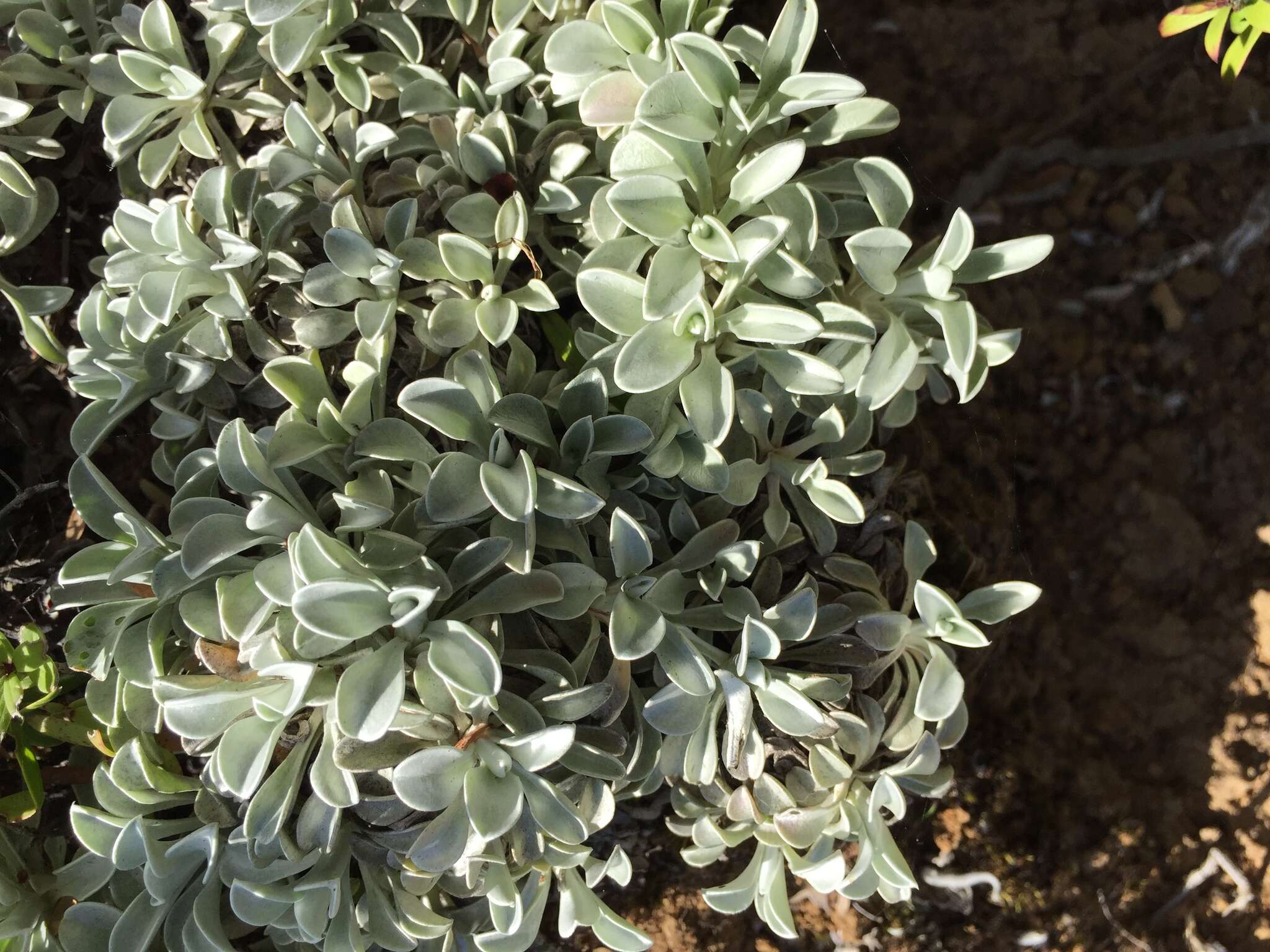 Image de Helichrysum argyrophyllum DC