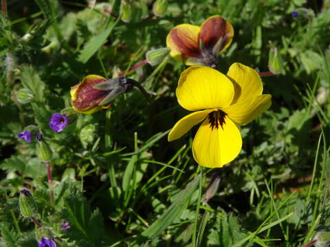 Image of Douglas' golden violet