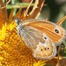 Image of Corsican Heath