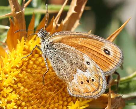 Image of Corsican Heath