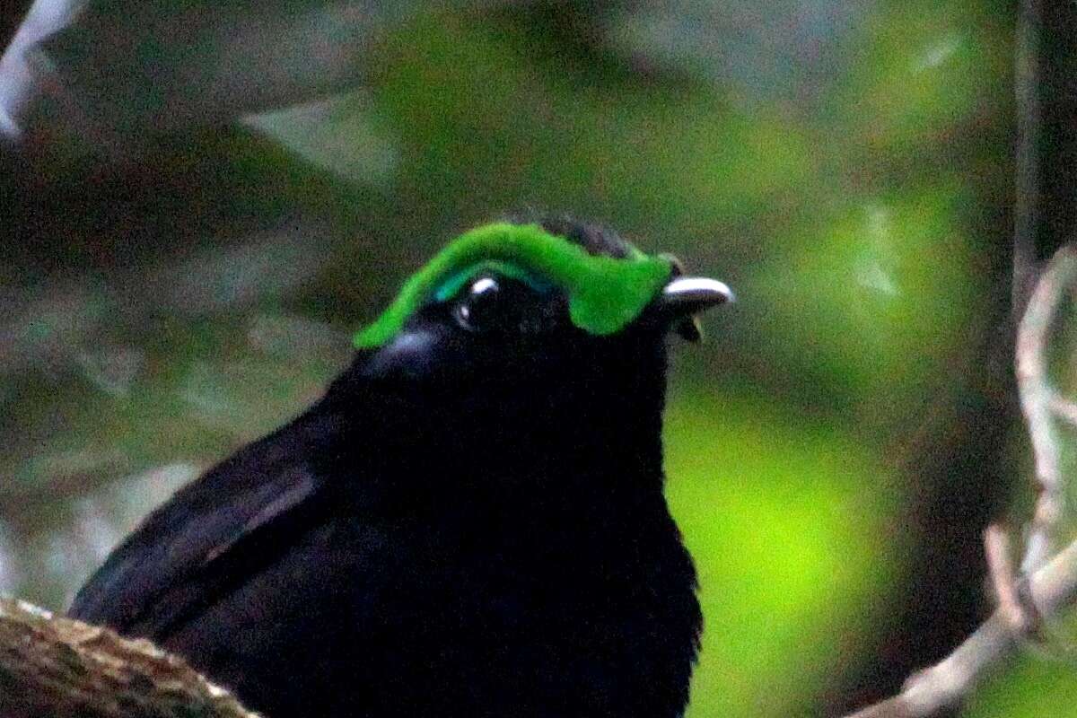 Image of Philepitta Geoffroy Saint-Hilaire & I 1838