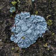 Image of Clemente's rosette lichen