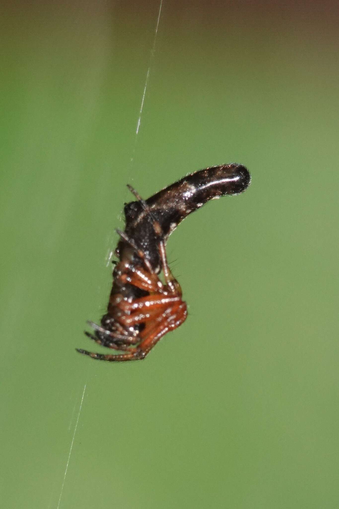 Image of Cyclosa bifida (Doleschall 1859)