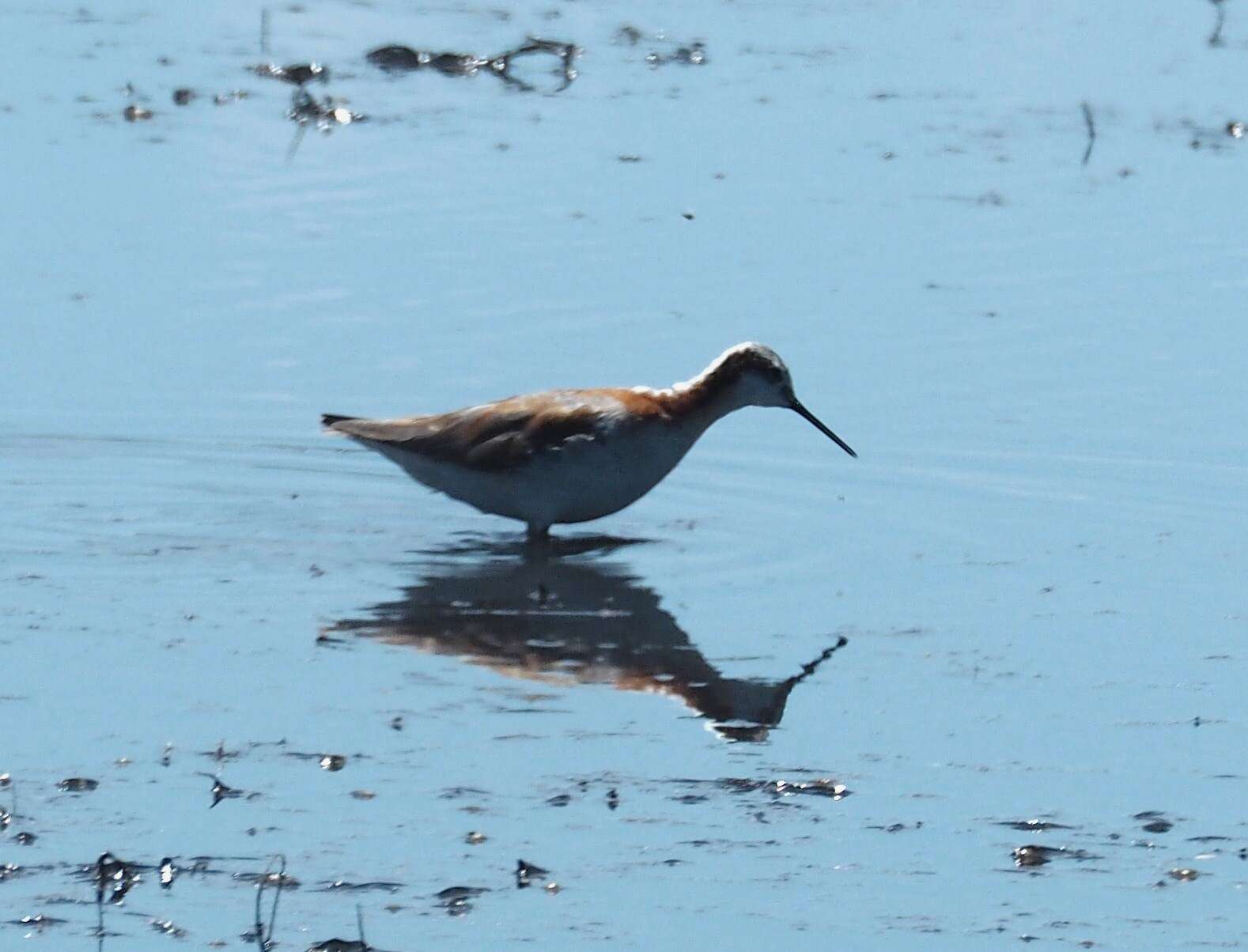 Image of Wilson's Phalarope