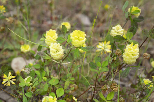 Trifolium campestre var. campestre的圖片