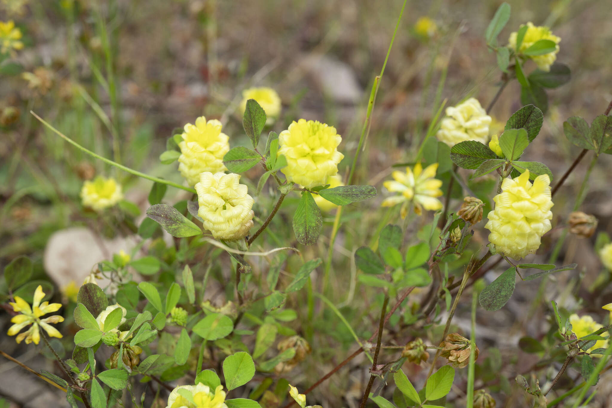 Image of Trifolium campestre var. campestre