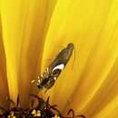 Image of Yellow Nutsedge Moth