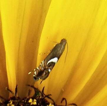 Image of Yellow Nutsedge Moth