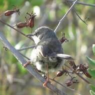 Image of Apalis thoracica capensis Roberts 1936