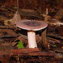 Image de Russula lenkunya Grgur. 1997