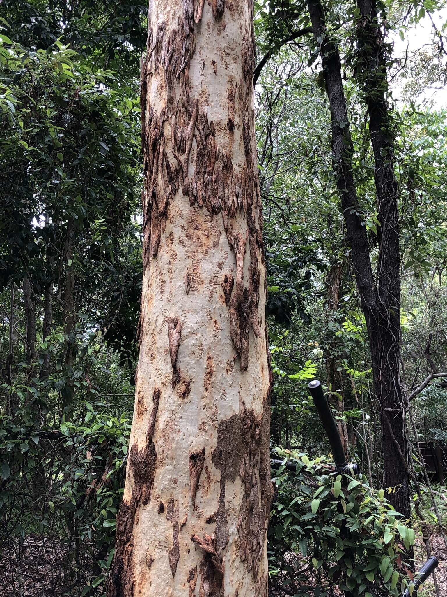 Image of scribbly gum