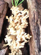 Image of Artomyces pyxidatus (Pers.) Jülich 1982