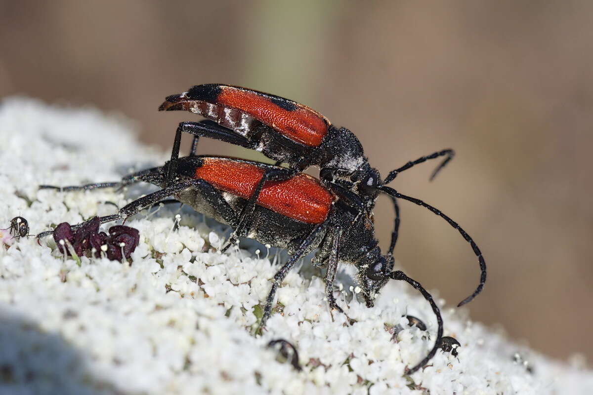 Image of Stictoleptura cordigera (Fueßlins 1775)