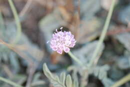 Image de Scabiosa holosericea Bertol.