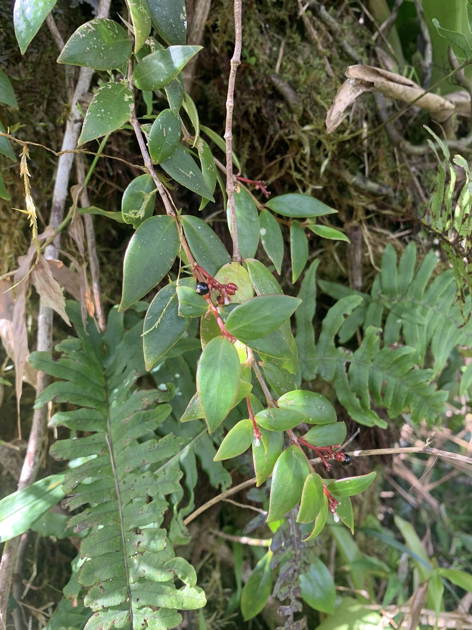 Image of Guadalupe wild coffee