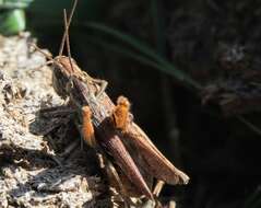 Plancia ëd Chorthippus (Glyptobothrus) mollis subsp. lesinensis (Krauss 1888)