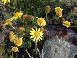 Plancia ëd Senecio lyonii A. Gray ex Lyon