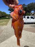 Image of Rosy rockfish